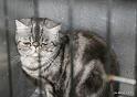 BIS Kastrat begge dager ble Jungelspots Valentino1